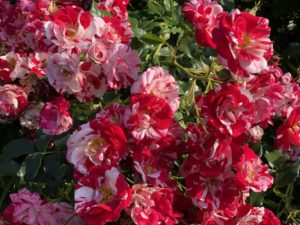 Fleurs rouges et blanches